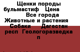 Щенки породы бульмастиф › Цена ­ 25 000 - Все города Животные и растения » Собаки   . Дагестан респ.,Геологоразведка п.